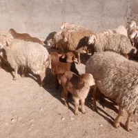 میش|حیوانات مزرعه|دوتپه, |دیوار