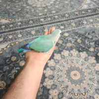 طوطی برزیلی