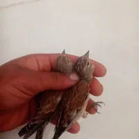 گلبسر قناری پرنده خوب|پرنده|شیراز, شهدای شهرک سعدی|دیوار