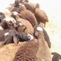 گوسفند ریز ودرشت زنده