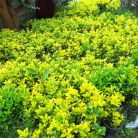 شمشاد طلایی وسبز ریشه پر ۳الی۴ساله.  ق۴۰تومان