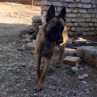 سگ مالنیوز