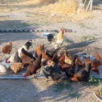 مرغ و خروس محلی