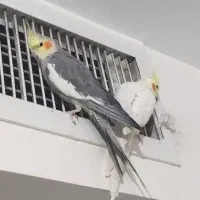 عروس هلندی|پرنده|گرمدره, |دیوار