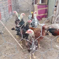 چهارتا خروس لاری|حیوانات مزرعه|سراب, |دیوار