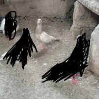 کبوتر|پرنده|زهک, |دیوار