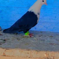 جوجه رنگی|پرنده|تربتحیدریه, کوی شهید احمدزاده ملکی|دیوار