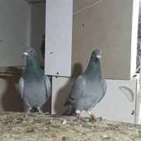 فروش یک جفت پلاکی