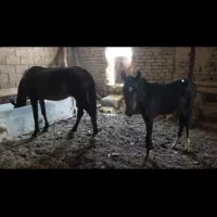 اسب وکره مادیان|اسب و تجهیزات اسب‌سواری|زرین دشت (فارس), |دیوار