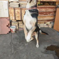 سگ نگهبان|سگ|بیستون, |دیوار