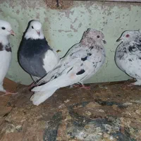 هفت رنگ دم سفید دوتا کفتر آس|پرنده|طبس, |دیوار