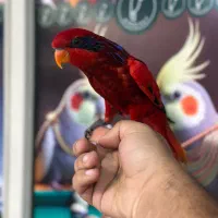 طوطی لوری لوریکیت بلو استریک