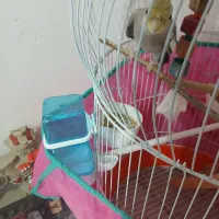 یک جفت طوطی عروس سخنگوبا قفس و نردبان و ...|پرنده|رشت, پل تالشان|دیوار