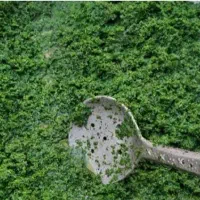 سبزی قورمه سبزی هویج سرخ شده وخام برای فریزر شما