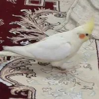 عروس هلندی لوتینو گمشده خمینی شهر شریعتی شمالی|حیوانات|خمینی‌شهر, |دیوار