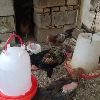 مرغ وخروس