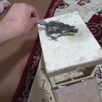 فروش جوجه عروس|پرنده|قروه, |دیوار