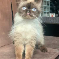 ۲ عدد گربه پرشین هیمالین ماده