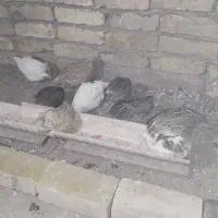 بلدرچین گوشتی تخم گذار