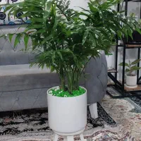 کامپک گل وگیاه|گل و گیاه طبیعی|مشهد, مهدی آباد|دیوار