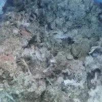 کود کفتر|گل و گیاه طبیعی|کاشمر, |دیوار