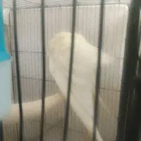 عروس هلندی مولد با جوجه