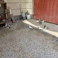انواع کبوتر|پرنده|بندر کنگان, |دیوار