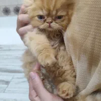 پرشین اصیل دو ماهه