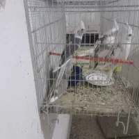 عروس هلندی مولدجوجه