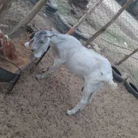 بز پاچن فروشی|حیوانات مزرعه|ایرانشهر, |دیوار