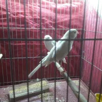 ۲عدد قناری ماده آماده|پرنده|اصفهان, زهران|دیوار