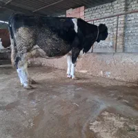 گاو ۵ ماه ابستن با ۲۰ کیلو شیر