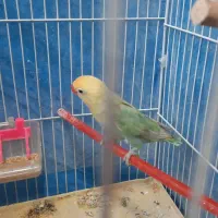 جوجه کوتوله دونخور|پرنده|مهریز, |دیوار