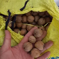 گردو درجه یک|عمده‌فروشی|سرپل ذهاب, |دیوار