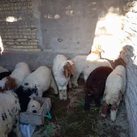 گوسفند|حیوانات مزرعه|سوسنگرد, |دیوار