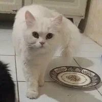 گربم گم شده