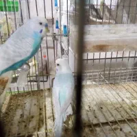 مرغ عشق بالغ نر|پرنده|تربتحیدریه, حسنی بالا|دیوار