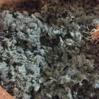 چای کوهی|آرایشی، بهداشتی، درمانی|اردبیل, |دیوار