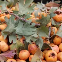 زالزالک وحشی از ارتفاعات دیلمان
