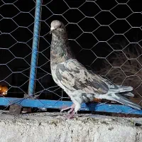 کفتر سرور|پرنده|یزد, |دیوار