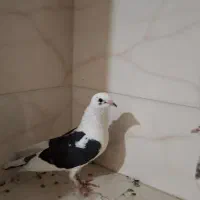 فروش پنج تا کبوتر|پرنده|بندر کنگان, |دیوار