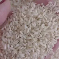 برنج عنبربو شیروان ظهیری بشرط پخت کیلو ۳۱۰