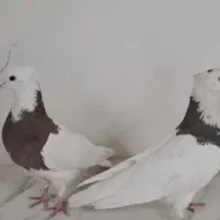 طوقی مهر|پرنده|یزد, |دیوار