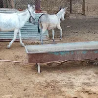 کری الاغ نر گله ای و باهوش|حیوانات مزرعه|اصفهان, قهاب جنوبی|دیوار