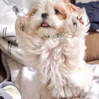 توله شیتزو مالیتز