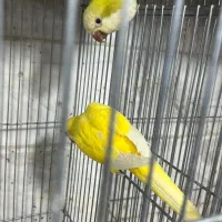 راهب مولد و جوجه راهب کاسکو لوری اکلکتوس ارا|پرنده|پاکدشت, پاکدشت (مامازند)|دیوار