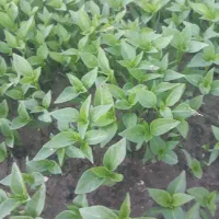 نشا گوجه فلفل بادمجان تنباکو دینور