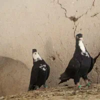 نروماده کرواتی