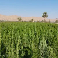 خرید و فروش لوبیا محلی