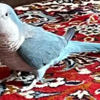 طوطی راهب